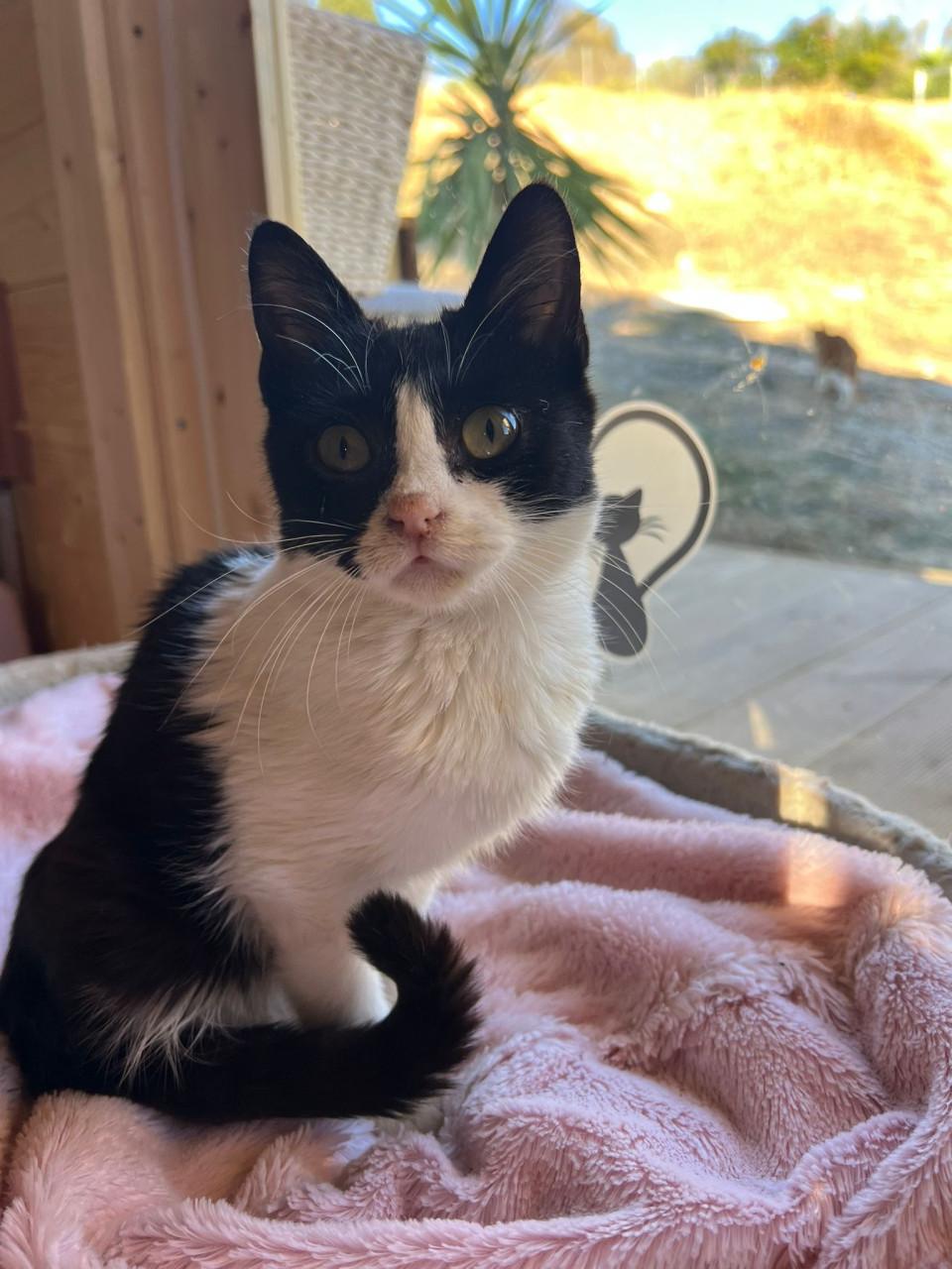 Deze 2 lieve kittens zoeken samen naar een lief baasje!