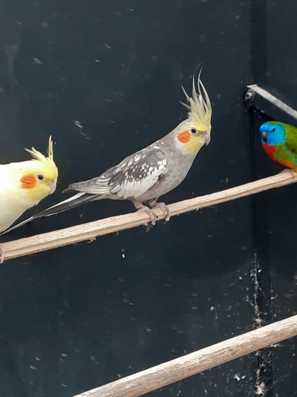 Koppel  valkparkieten