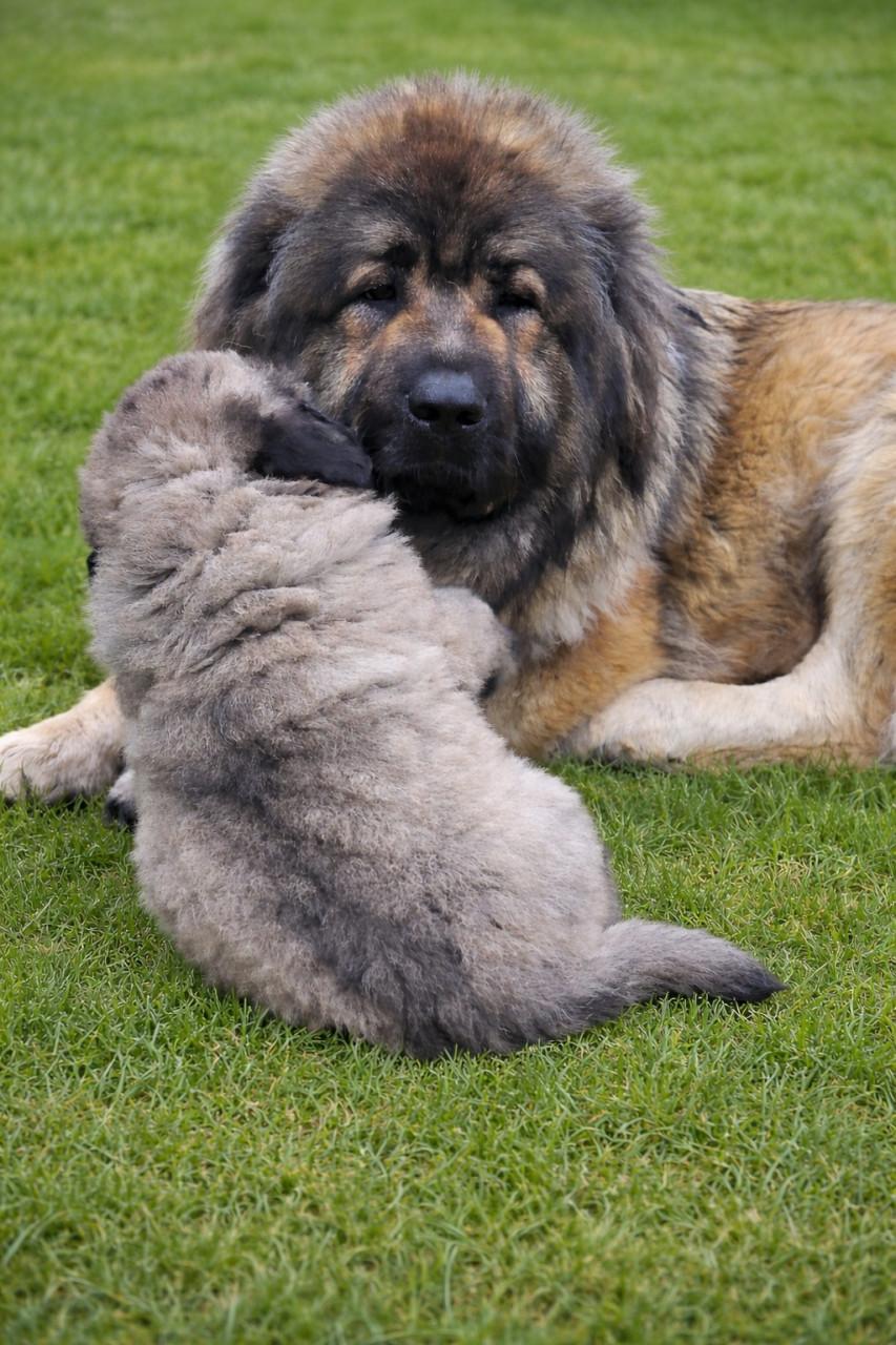 Kaukasische Owcharka / herder pups