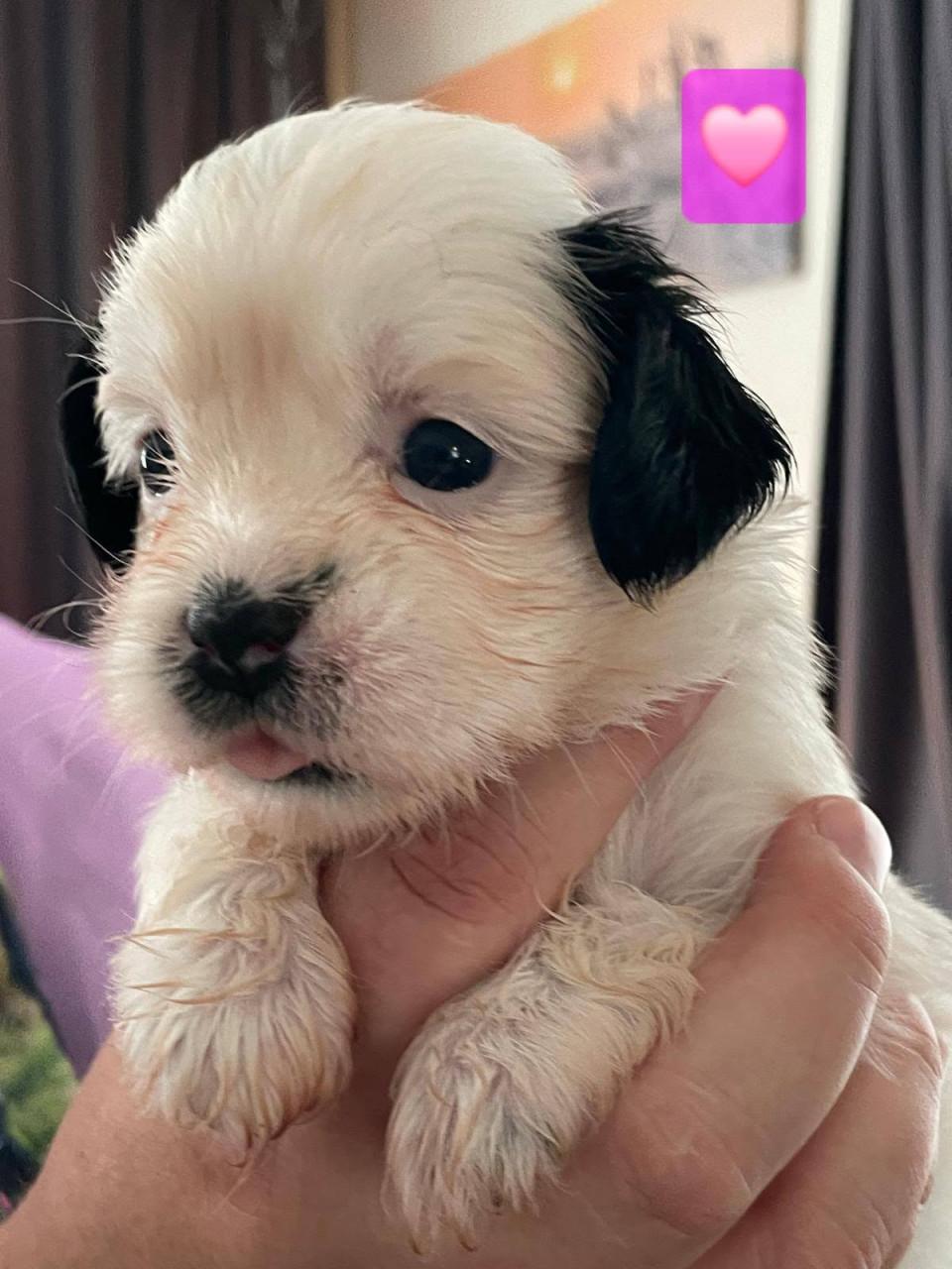 Shih tzu pup