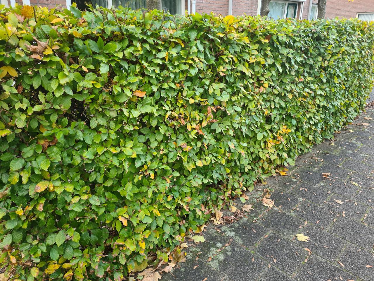 Groene beuk haagplanten - Fagus Sylvatica