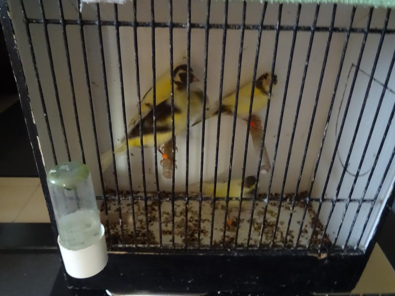 Te koop enkele zeer mooie bonte man zang kanaries ,p/st €17.00