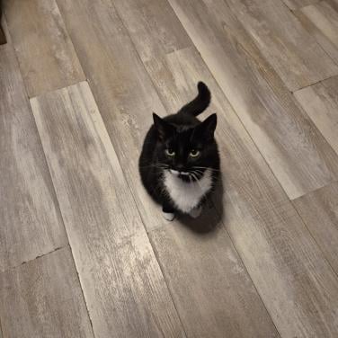 Lieve aanhankelijke poes zoekt 5☆ huisje