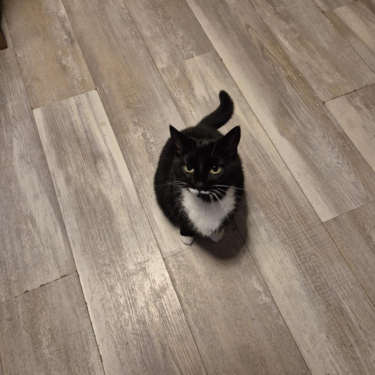 Lieve aanhankelijke poes zoekt 5☆ huisje