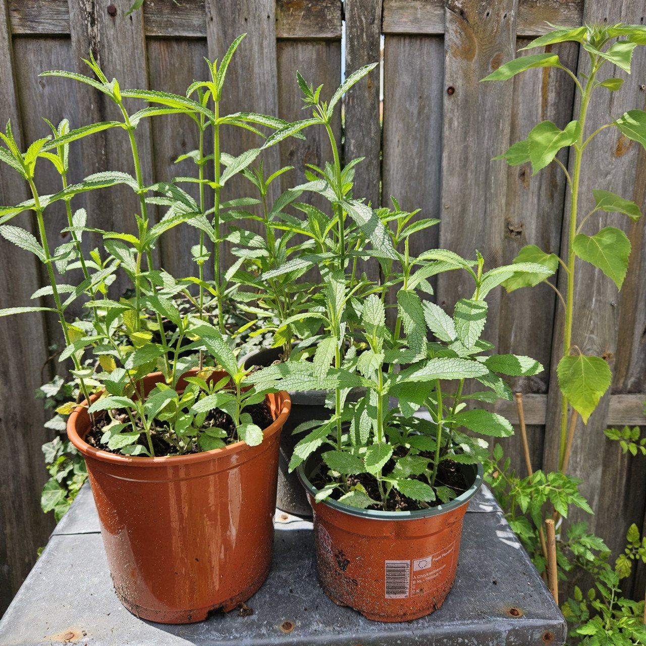 Verbena