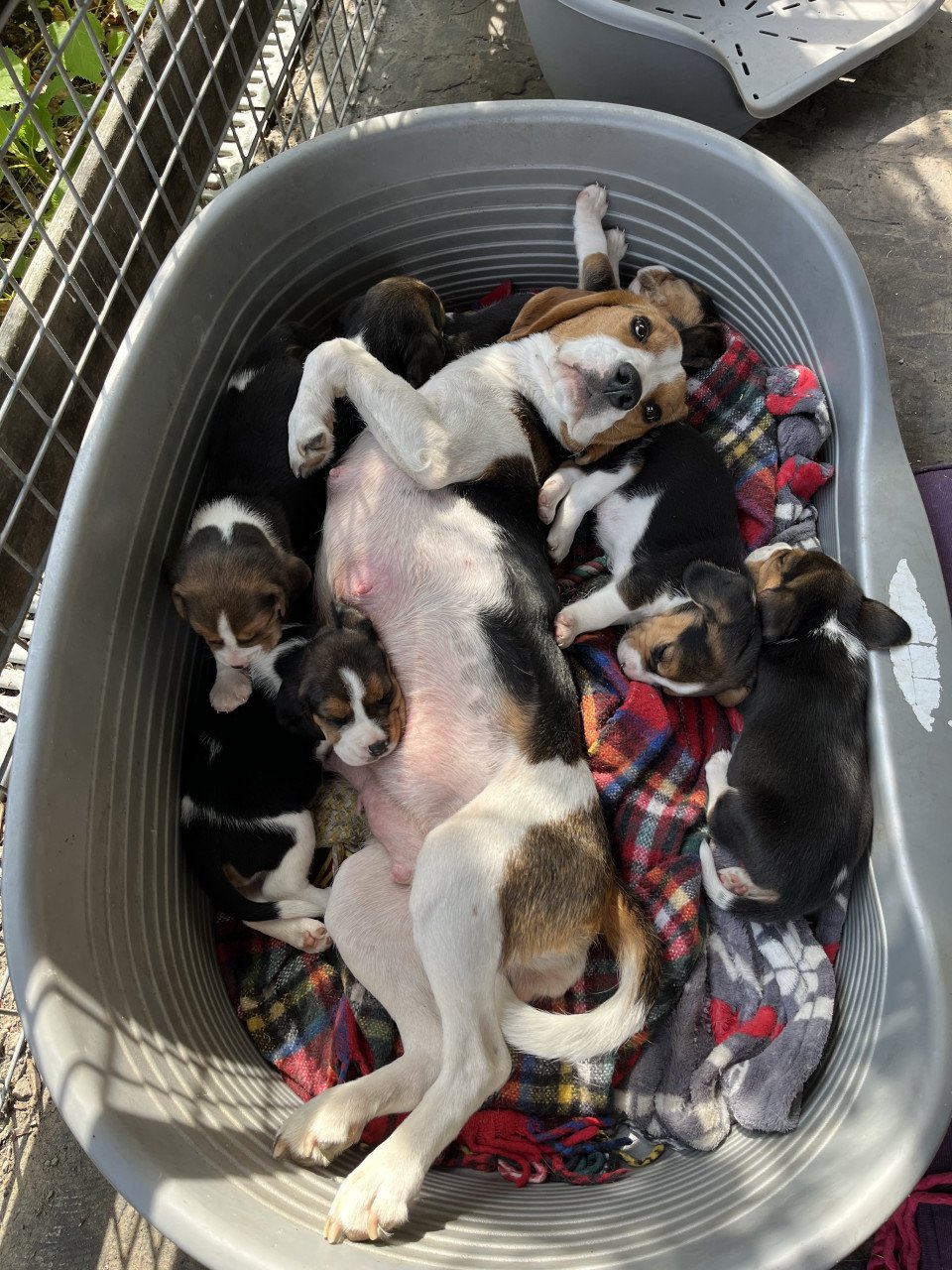 Beagle puppy’s