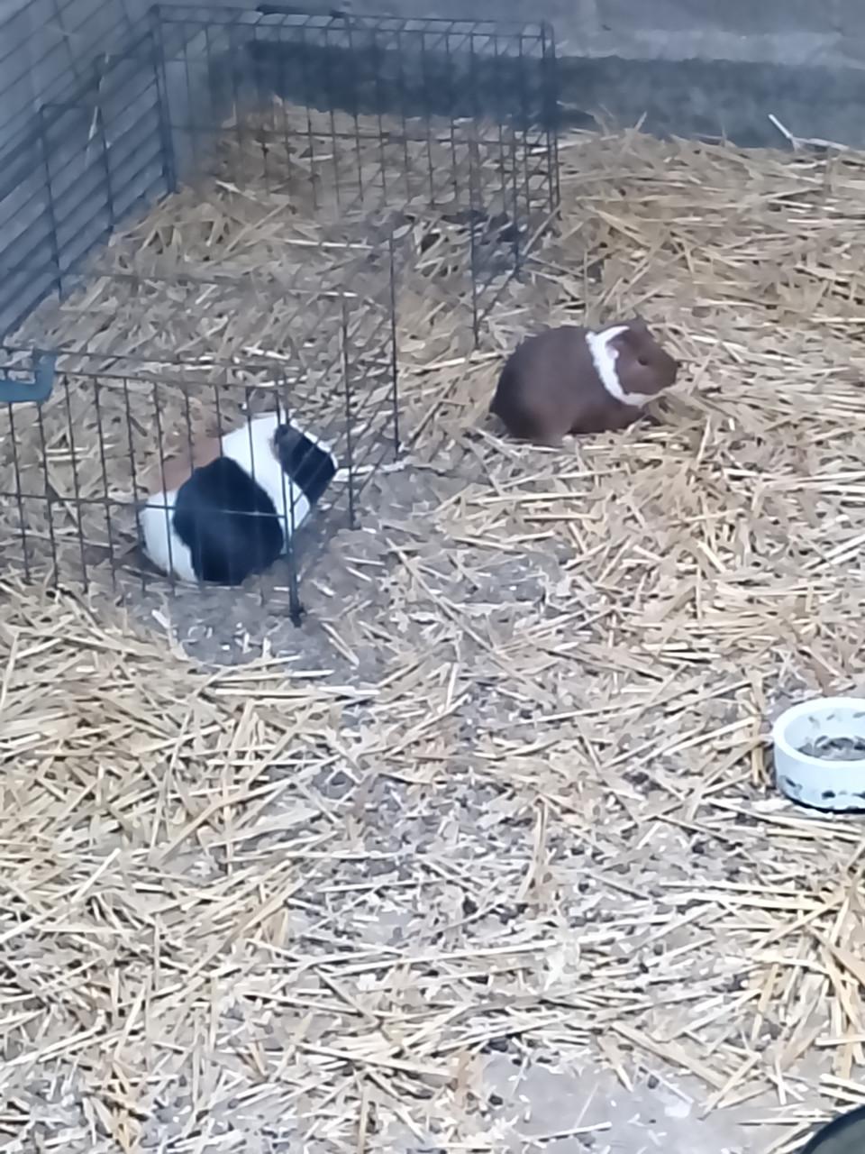 Cavia's