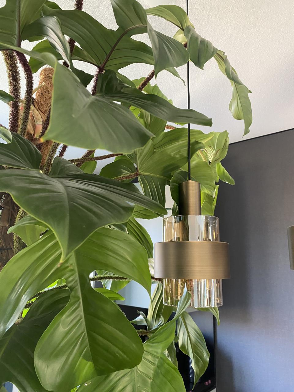 Prachtige, grote nieuwe kamerplant