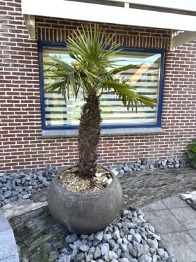 Palmboomp(je)