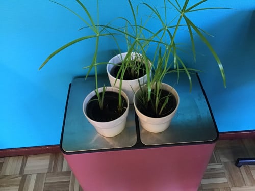 Parapluplanten