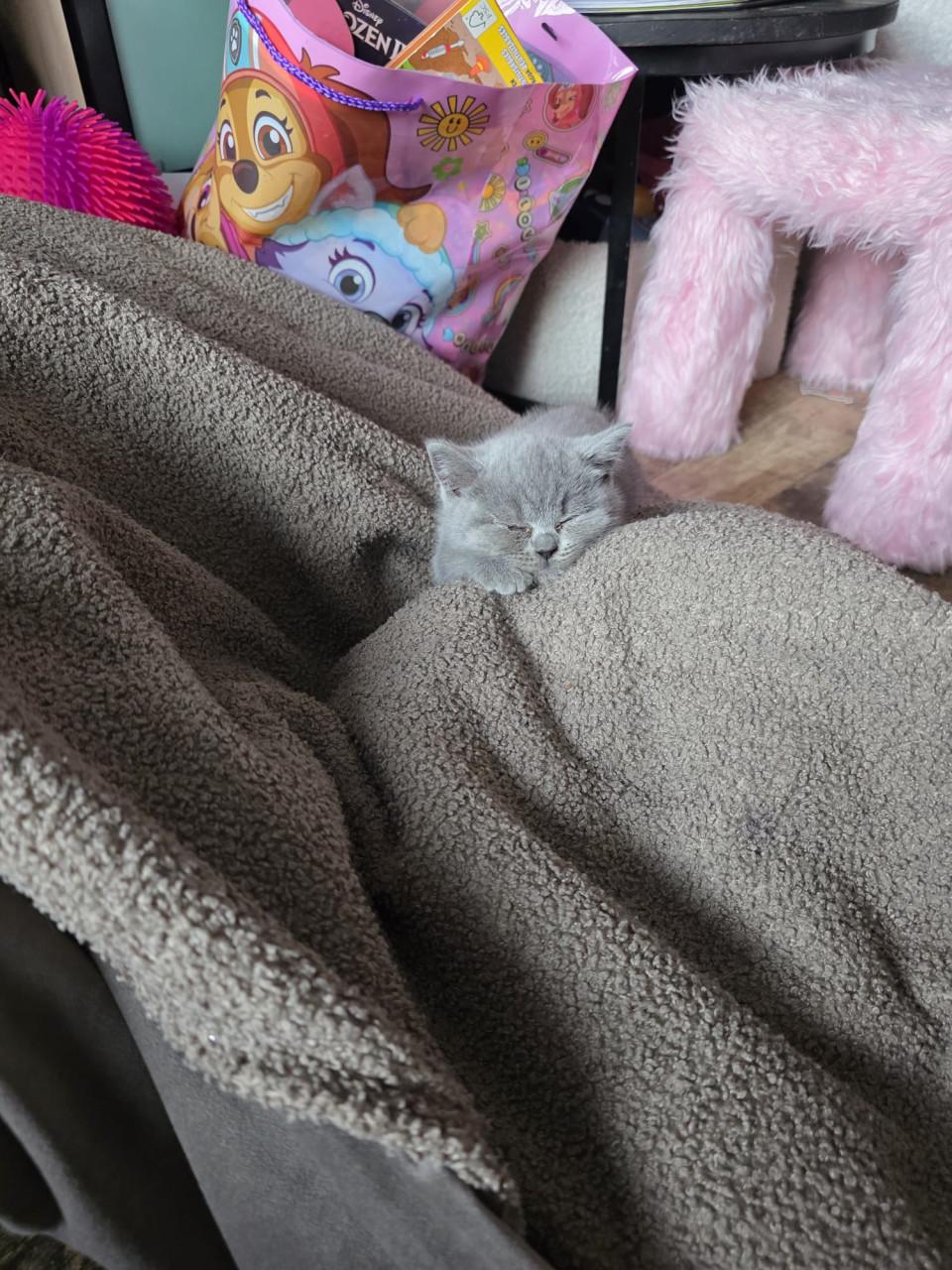 Lieve britse korthaar kittens zoeken een goed huisje