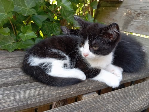 Kitten vrouwtje