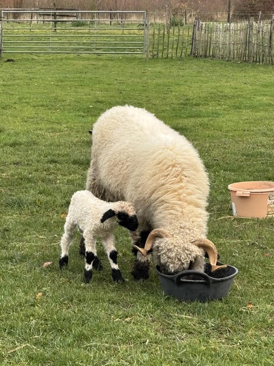 Wallische Schwarsnase ooi