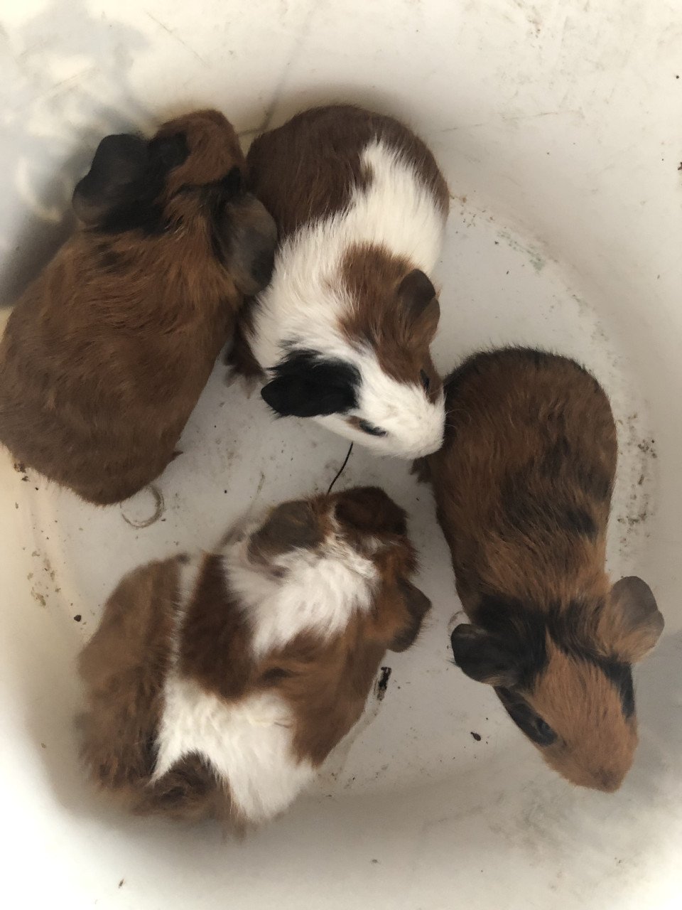 Knappe baby cavia’s!!
