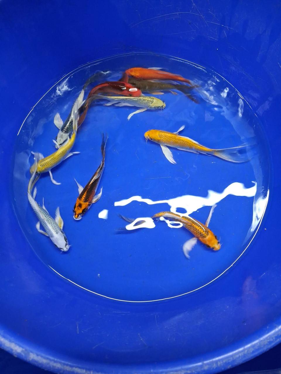Butterfly koi