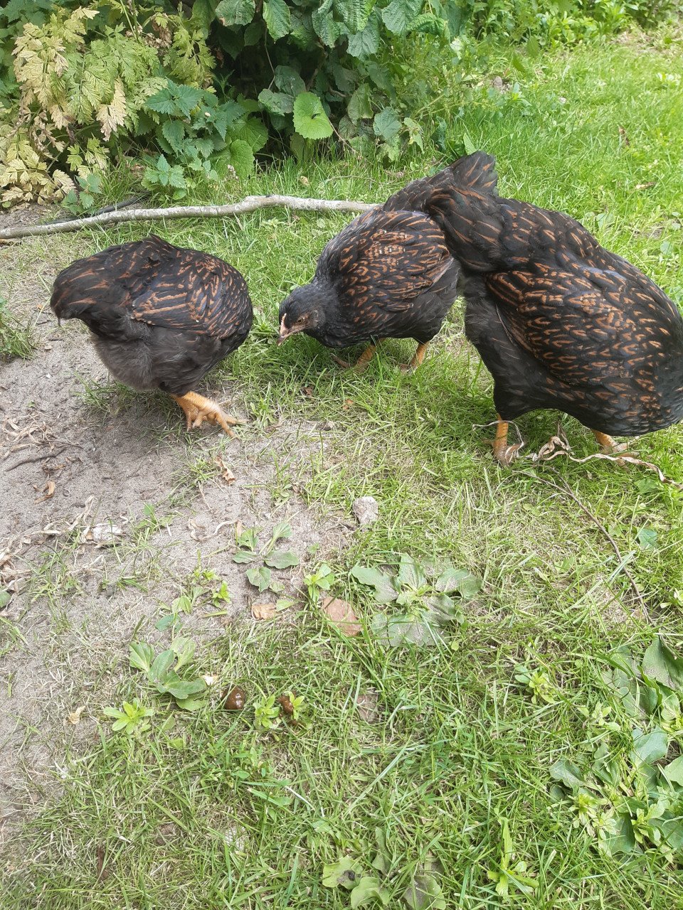 Barnevelder kippen handtam