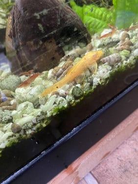 Algeneter oranje
