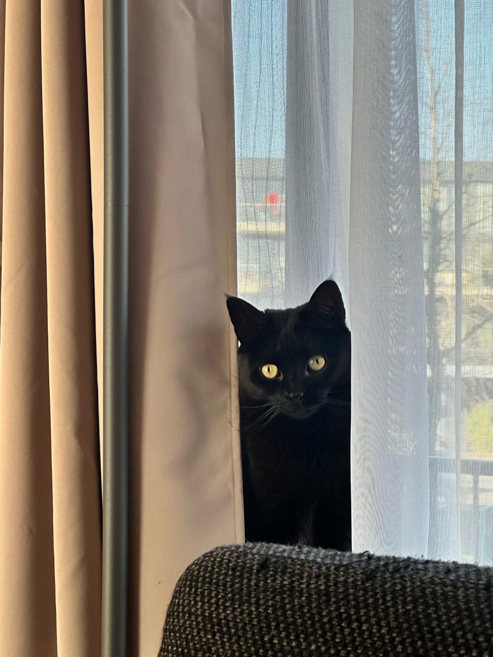 Lieve poes Fancy zoekt een rustig en liefdevol huisje