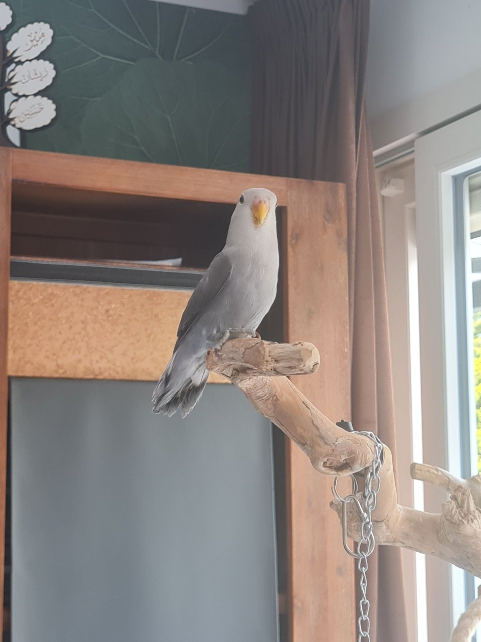 Jonge Agapornis Roseicollis te koop