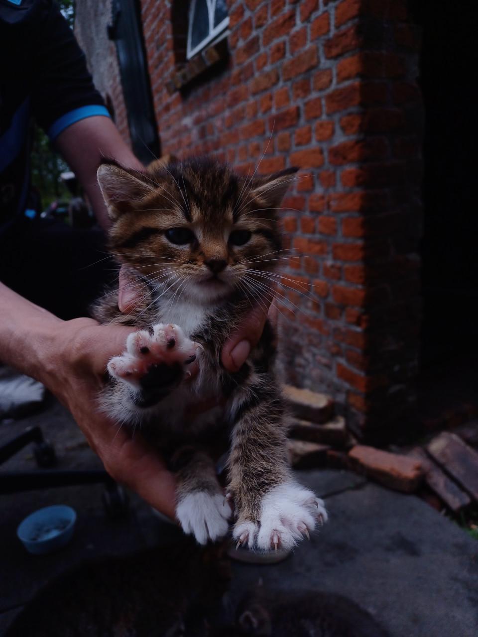 Kittens