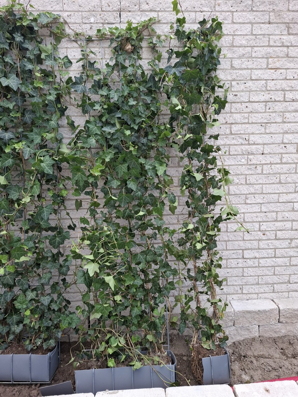 Hederahaag