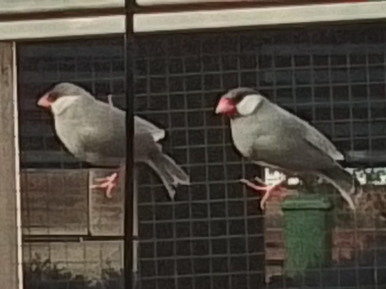 Rijstvogel man