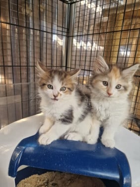 Te koop mooie Maine Coon kittens