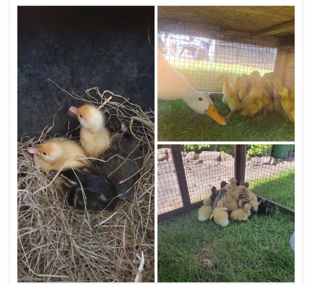 Loopeenden kuikens pulletjes