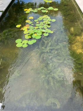 Zuurstofplanten