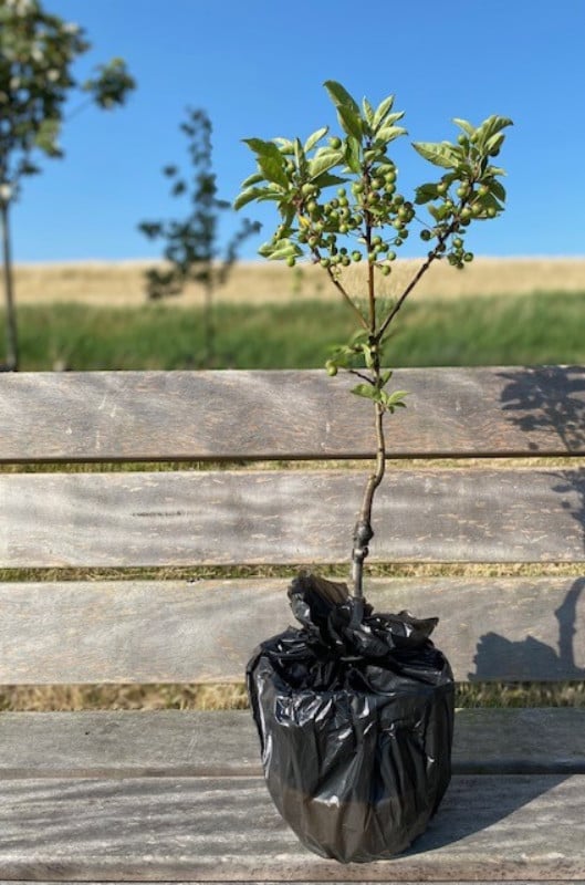 Sierappel herdenkboompje