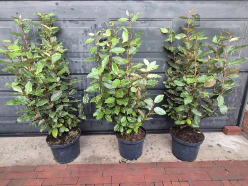 Olijfwilg compacta potgekweekte haagplanten 70-80 cm