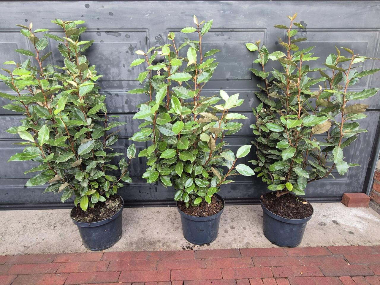 Olijfwilg compacta potgekweekte haagplanten 70-80 cm