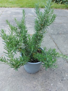 Hang Rozemarijn plantjes