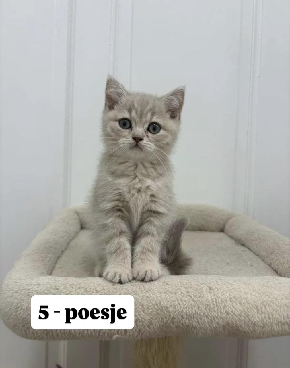 Britse korthaar kittens (nog 2 beschikbaar)