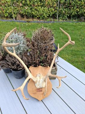 Mooi hertengewei op schild met schedel