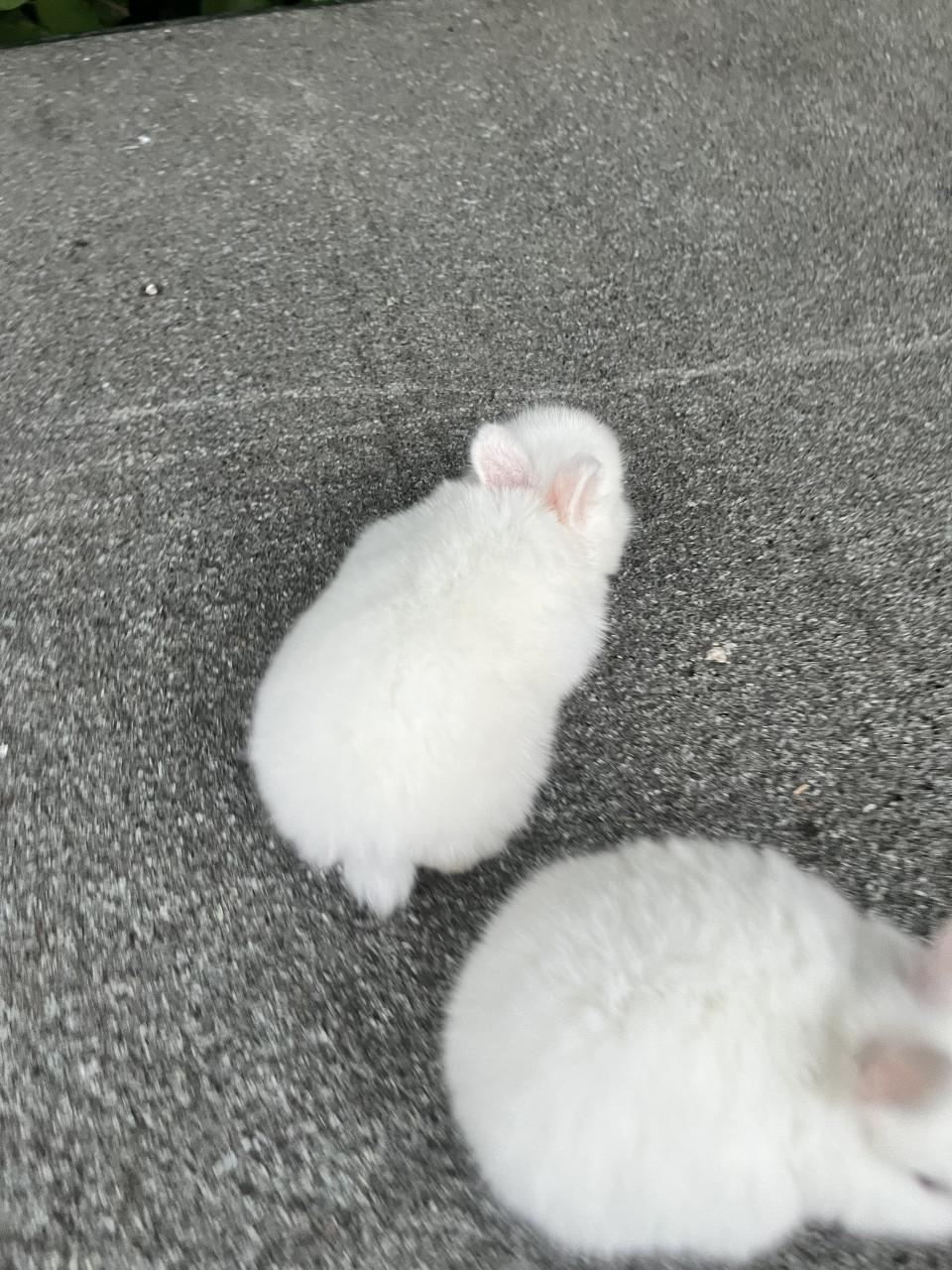 Baby konijnen