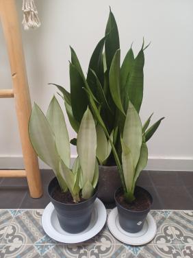 Prachtige volgroeide STEKKEN van de Sansevieria Moonshine
