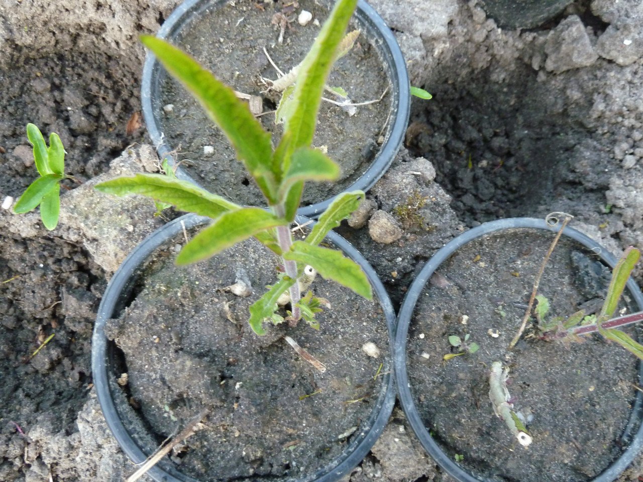 VASTE PLANTEN EN BODEMBEDEKKERS