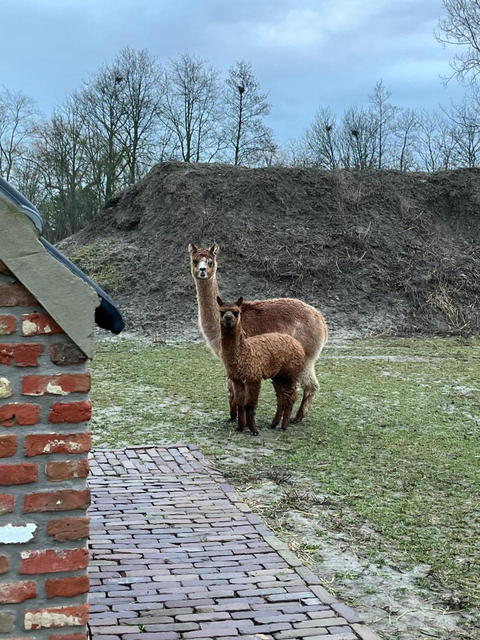 Alpaca merrie met dochter