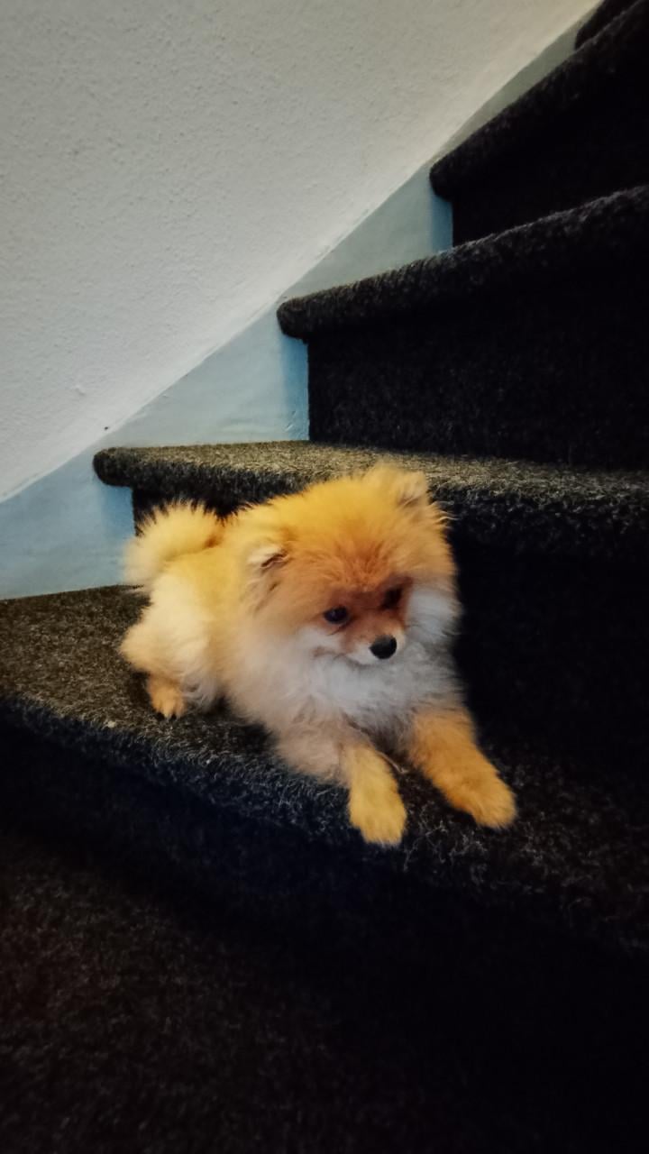 Pomeriaan pup