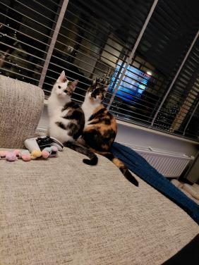 2 katten zijn zusjes met elektronische kattenbak en toebehoren kan ook apar