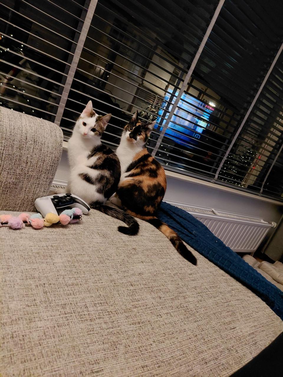 2 katten zijn zusjes met elektronische kattenbak en toebehoren kan ook apar