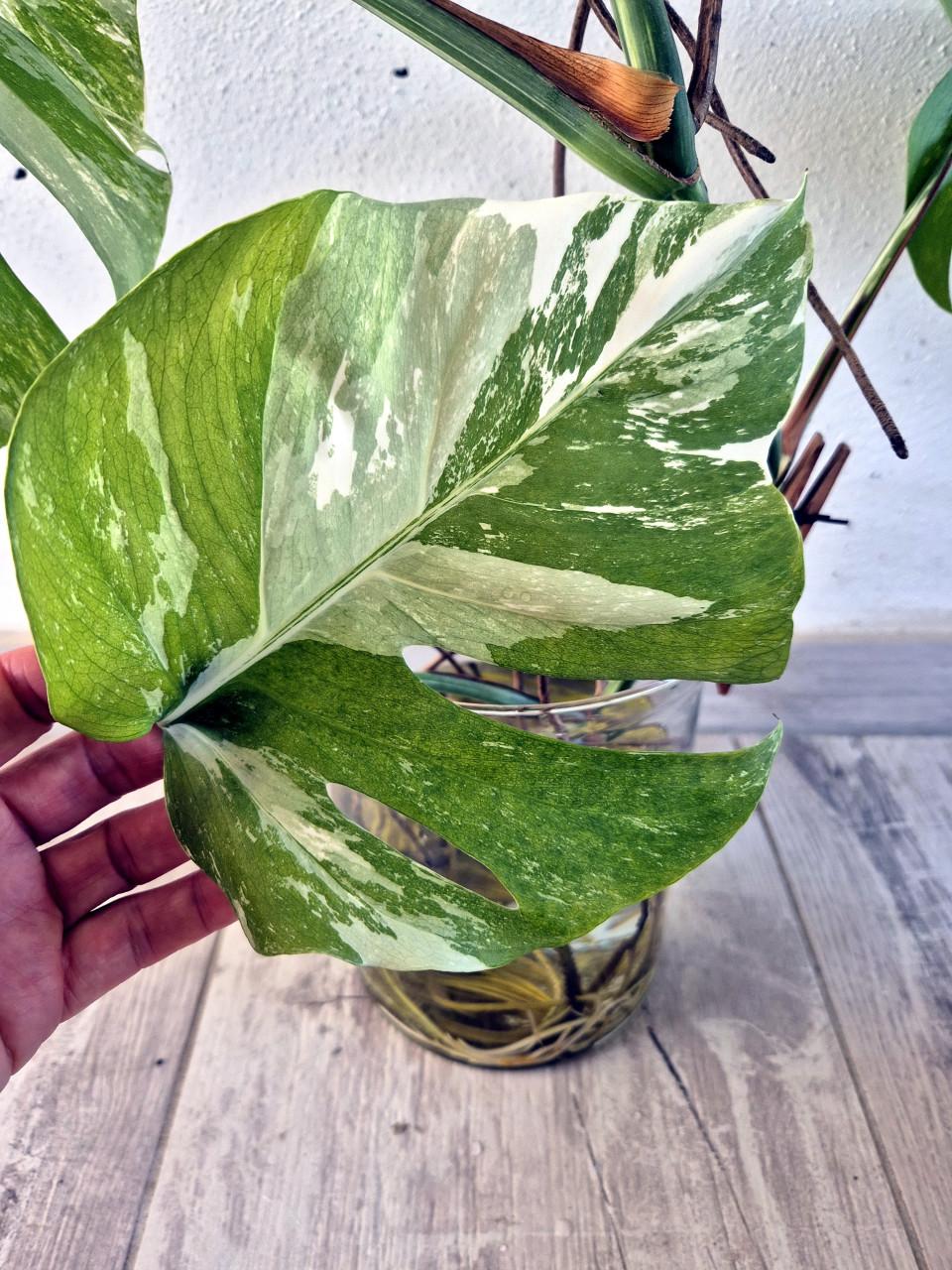 Monstera Albo variegata topstek