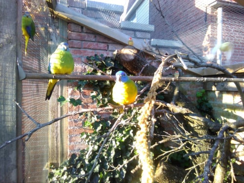 Turquoisine parkieten