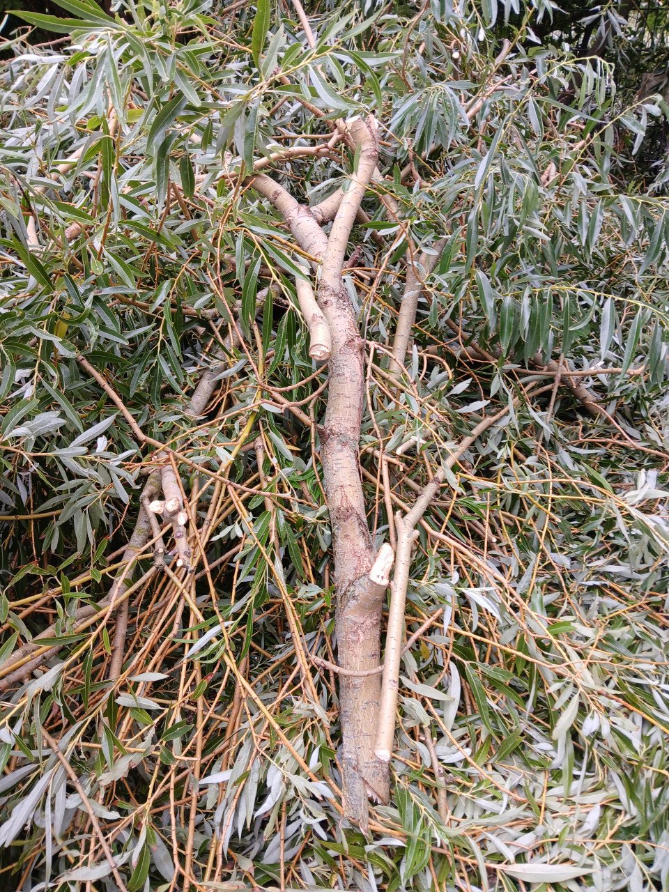 Wilgenhout van getopte boom