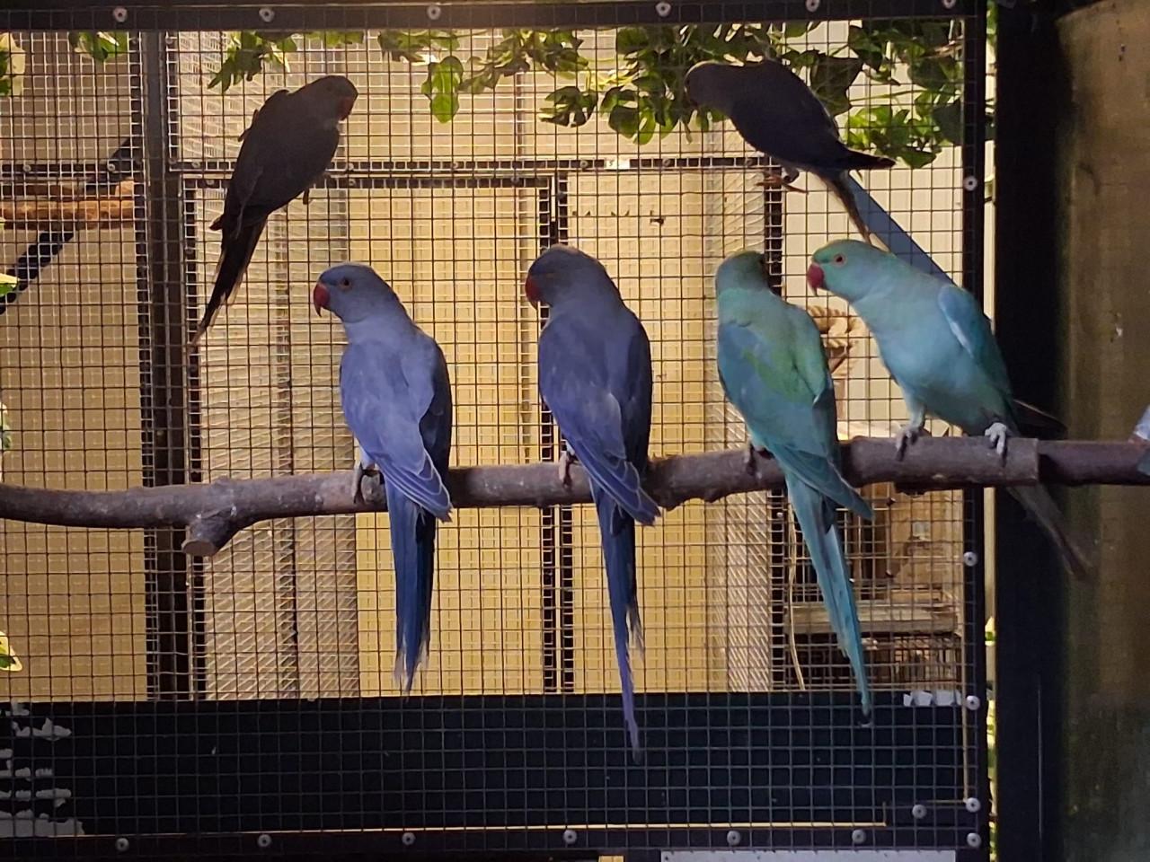 4-2 Halsbandparkieten violet, turquoise