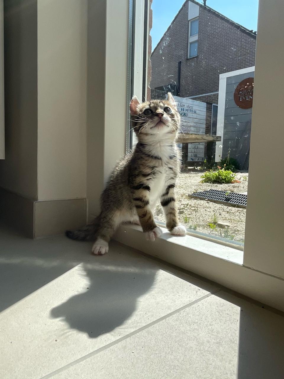 Kittens