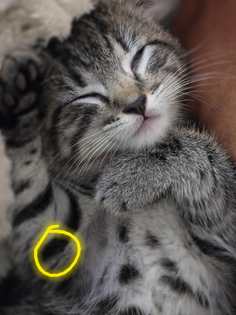 Gebroeders Knuffel en Truffel op zoek naar een nieuwe hoekbank