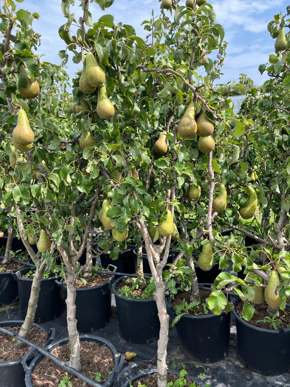 Perenbomen in pot conference