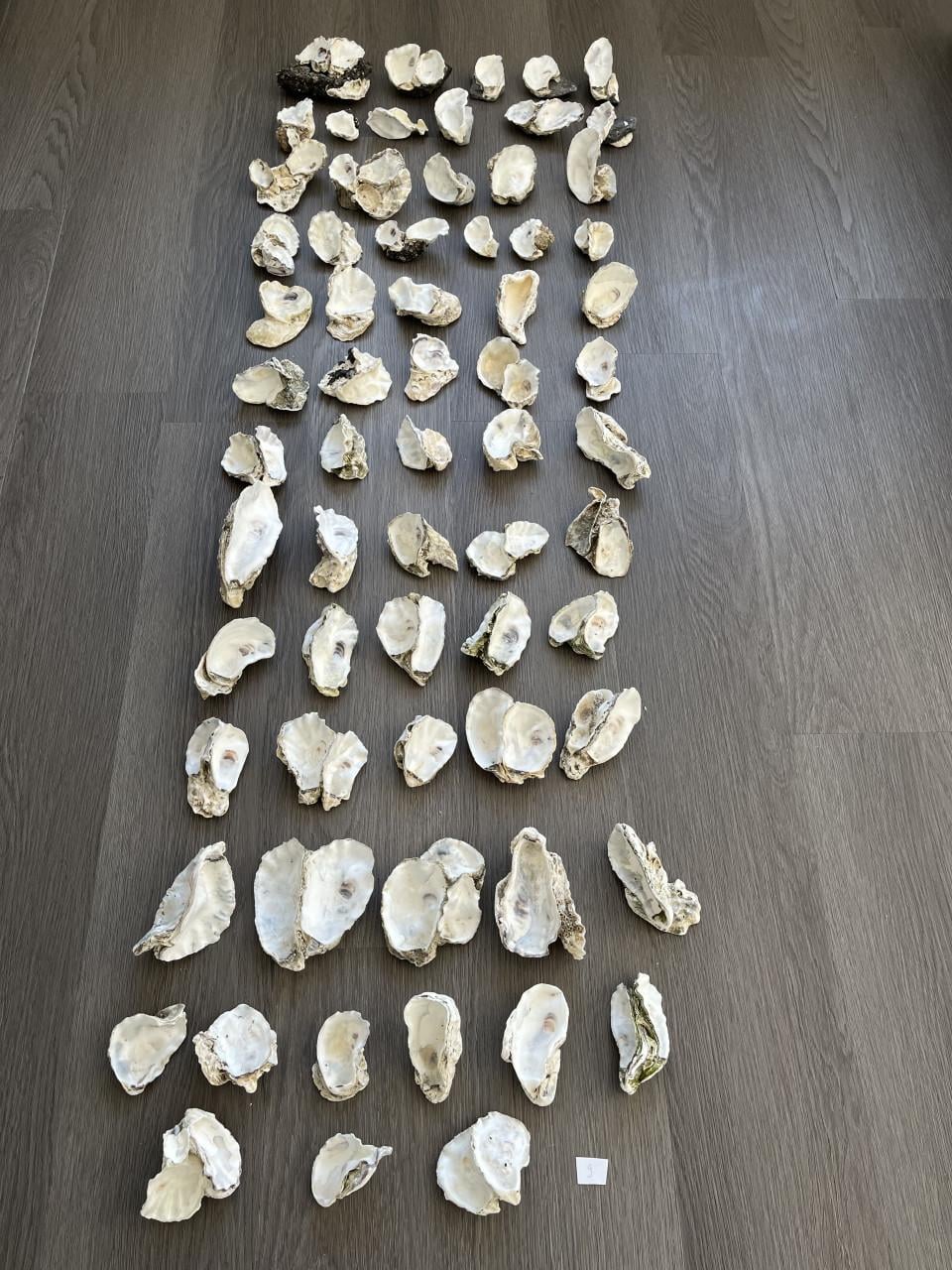 Oesterschelpen